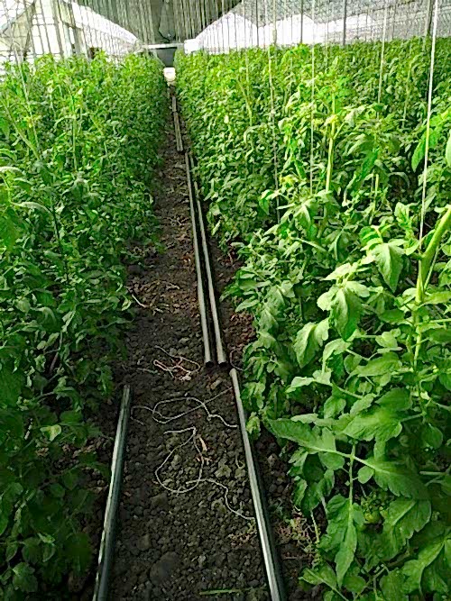 Topraklı Tarım Serası